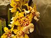 What Oncidium would this be?-20210922_190115-jpg
