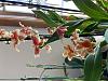 Large group of new to me orchids; need advice.-img-1049-jpg
