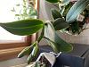 Large group of new to me orchids; need advice.-img-1066-jpg