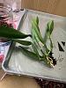 YES! Cattleya resurrection! Now how to repot?-img_2554-jpg