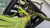 Vanda Orchid throwing new stems-pxl_20211010_225458042-jpg