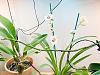 My Phalaenopsis Gush-9a47c98e-4c30-4087-abd0-e508e4a03110-jpg