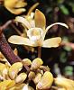 Identification Dry Sclerophyll leafless/vine orchid Sydney Aust-orchid4-jpg