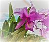Old cattleya collection haven't bloomed for over 40 years-cattleya-1st-bloom-40-yrs-jpg