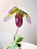 My Phalaenopsis Gush-acs-0682-jpg
