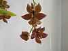 Catasetum Flower Spike Development-pxl_20211021_145517788-jpg