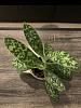 1st orchid update/green leaf vs mottled leaf paphiopedilum care-641d57b3-f878-49de-8773-4c4963fe42cc-jpg