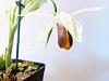 Help! Fear virus in orchid from Akatsuka Orchids; Coelogyne Usitana-0b1b551b-94d6-4ef1-9689-375ee35278d8-jpg