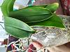 Is my phalaenopsis healthy?-img_20211024_164757-jpg