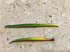Brassavola Dropping Leaves and Roots Turning Dark-2021-02-19_09-29-59_439-jpg
