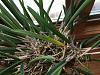 Brassavola Dropping Leaves and Roots Turning Dark-2021-02-18_09-50-03_611-jpg