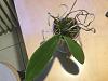 Phalaenopsis fuscata-ef4f5143-c997-45aa-a871-dd03f54b562a-jpg