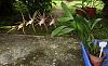 Orchids around the Yard.-dsc00499-bratonia-shelob-tolkien-unmarked-share-jpg