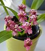 Two forgiving and fragrant orchids; 1 Oncidium and 1 Phal-dsc_5701-jpg