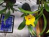 Deformed Cattleya flower bud Lc. Tokyo Magic x Pot Circle of Love-resized20211110_073106-jpg