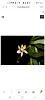 Dendrophylax lindenii Winter Rest Care-screenshot_20211110-083619_samsung-internet-jpg