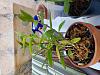 Is this an orchid of unknown origin?-20211111_114656-jpg