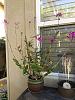 Is this an orchid of unknown origin?-img_20211111_154715-jpg