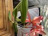 Cattleya develops drooping spikes and curled leaves-b71b1d25-f5e1-4322-aaea-a3d40276d9a3-jpg