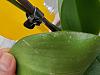 Mini fragrant noid phal leaves got dented spots-20211114_125023-jpg