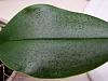 Mini fragrant noid phal leaves got dented spots-20211114_125007-jpg