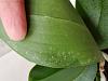 Mini fragrant noid phal leaves got dented spots-20211114_124628-jpg