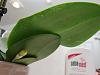Mini fragrant noid phal leaves got dented spots-20211114_124431-jpg