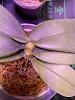 Phalaenopsis gigantea - long term growing project-img-4435-jpg