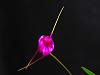 Masdevallia Fuchsia Dawn-dscn2616ps-jpg