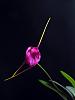 Masdevallia Fuchsia Dawn-dscn2627ps-jpg