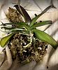 phaleanopsis root growth-38115838-6267-4aed-a6a8-696c86e3f84e-jpg