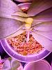 Phalaenopsis gigantea - long term growing project-acs-1286-2-jpg