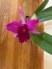 Cattleya Dominiana:  first bloom-dominiana_1-jpg