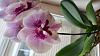 Pretty noID phal-orchid-jpg