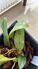 Bulbophyllum Stramineum black spots on leaves-0ed7561d-ff9e-48f5-9b94-aef31dfff69f-jpg