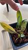 Bulbophyllum stramineum black spots-49609850-9b3d-4574-a803-b9b3a7a80312-jpg