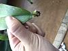 Stem Rot?-cef5f355-001d-4aa8-8f20-88b0c0d14fb9-jpg