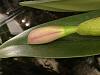 First ever Cattleya in bloom-d918b2fc-0b68-4508-87eb-0cc75d3bc5ed-jpg