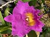First ever Cattleya in bloom-da4bfdf3-ac97-4fcd-aa11-db67323b9ed3-jpg