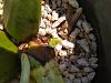 Anguloa clowesii in Phoenix-anguloa_clowesii_20211217c_seca-jpg