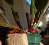 Repot cattleya? Roots growing through sides of slotted pot-20211217_210753-jpg