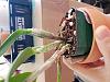 Repot cattleya? Roots growing through sides of slotted pot-20211218_100324-jpg