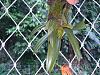 Bulbophyllum tingabarinum-20211222_175419-jpg