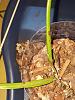 How could I save my orchids? Brassavolas with black rot and bacterial brown rot?-20211222_211243-jpg
