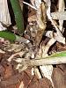 How could I save my orchids? Brassavolas with black rot and bacterial brown rot?-20211222_211158-jpg