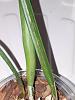 How could I save my orchids? Brassavolas with black rot and bacterial brown rot?-20211222_210929-jpg