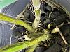 Please help, Dendrobium Phal with rotting cane-13450adc-a3a6-4ccd-9d6b-cc5cc34f0a05-jpg