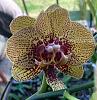 Double Phalaenopsis Flower-double-phal-flower2-jpg