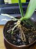 A saved phal, but what will the future bring-img_20220107_131408-jpg