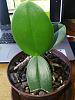 A saved phal, but what will the future bring-img_20220107_131351-jpg